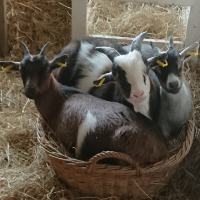 Ziegen-vorschau-kl